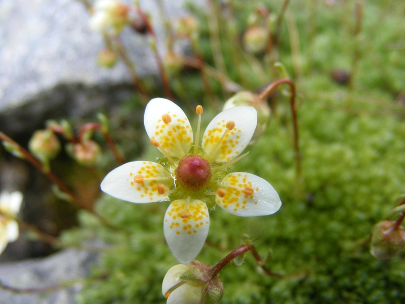 Sentieri ferrati, sentieri fioriti: i fiori dell''Albiolo